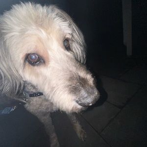 Meet your Posher, Tessa